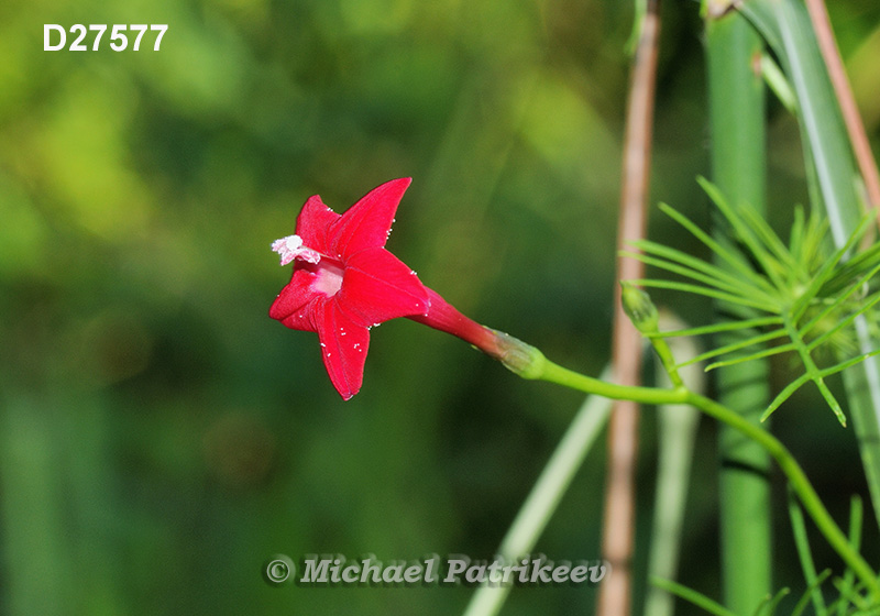 Cypress Vine (Ipomoea quamoclit)